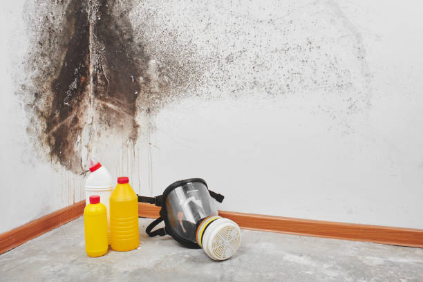 Best Professional Mold Removal  in Dublin, TX