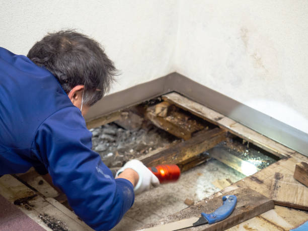Reliable Dublin, TX Mold Removal Solutions