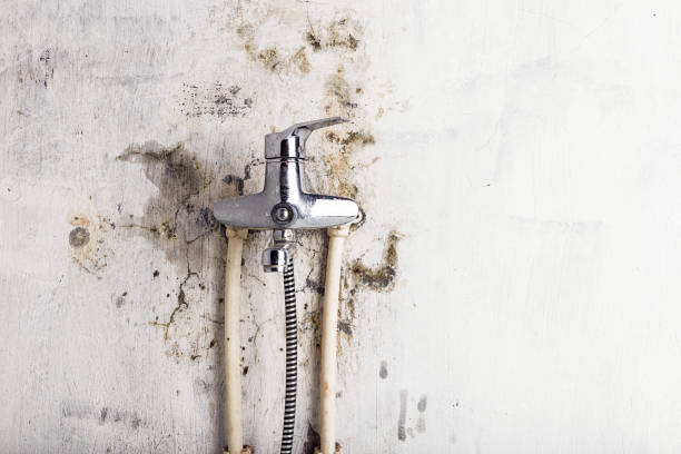 Best Certified Mold Removal  in Dublin, TX