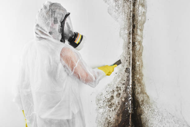 Mold Removal and Inspection in Dublin, TX