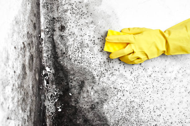 Best Fast Mold Removal  in Dublin, TX