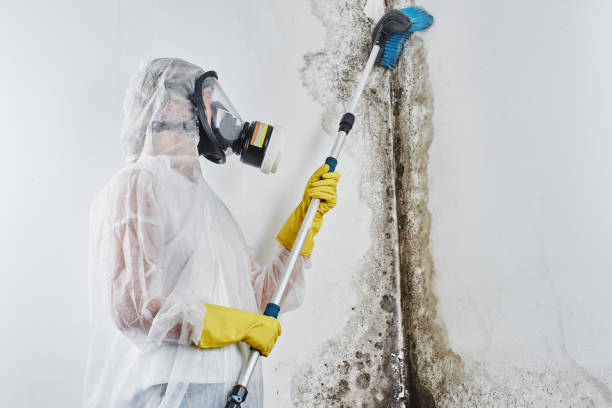 Best Mold Testing  in Dublin, TX