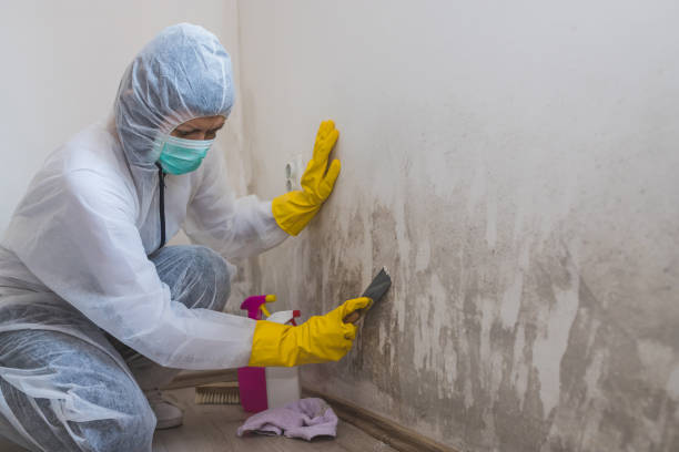 Best Best Mold Removal Companies  in Dublin, TX