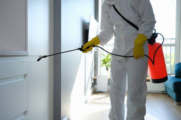 Best Home Mold Removal  in Dublin, TX