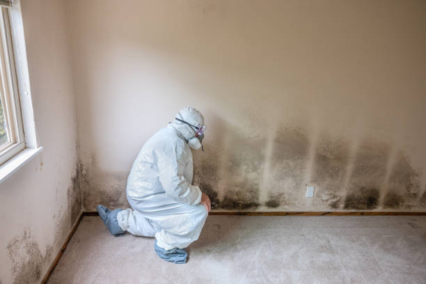 Best Crawl Space Mold Removal  in Dublin, TX