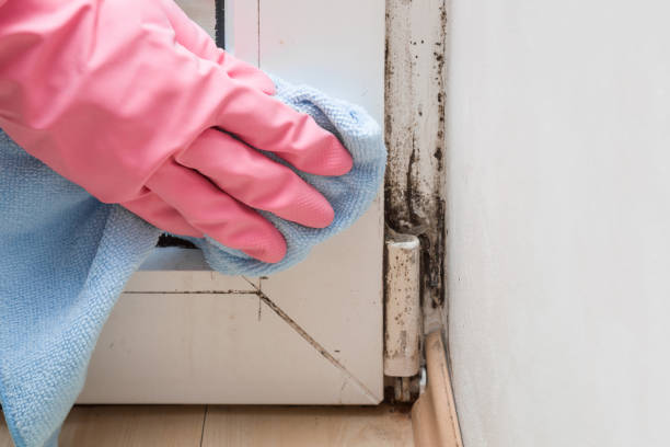 Best Fast Mold Removal  in Dublin, TX