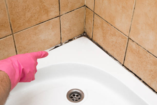 Best Affordable Mold Removal  in Dublin, TX